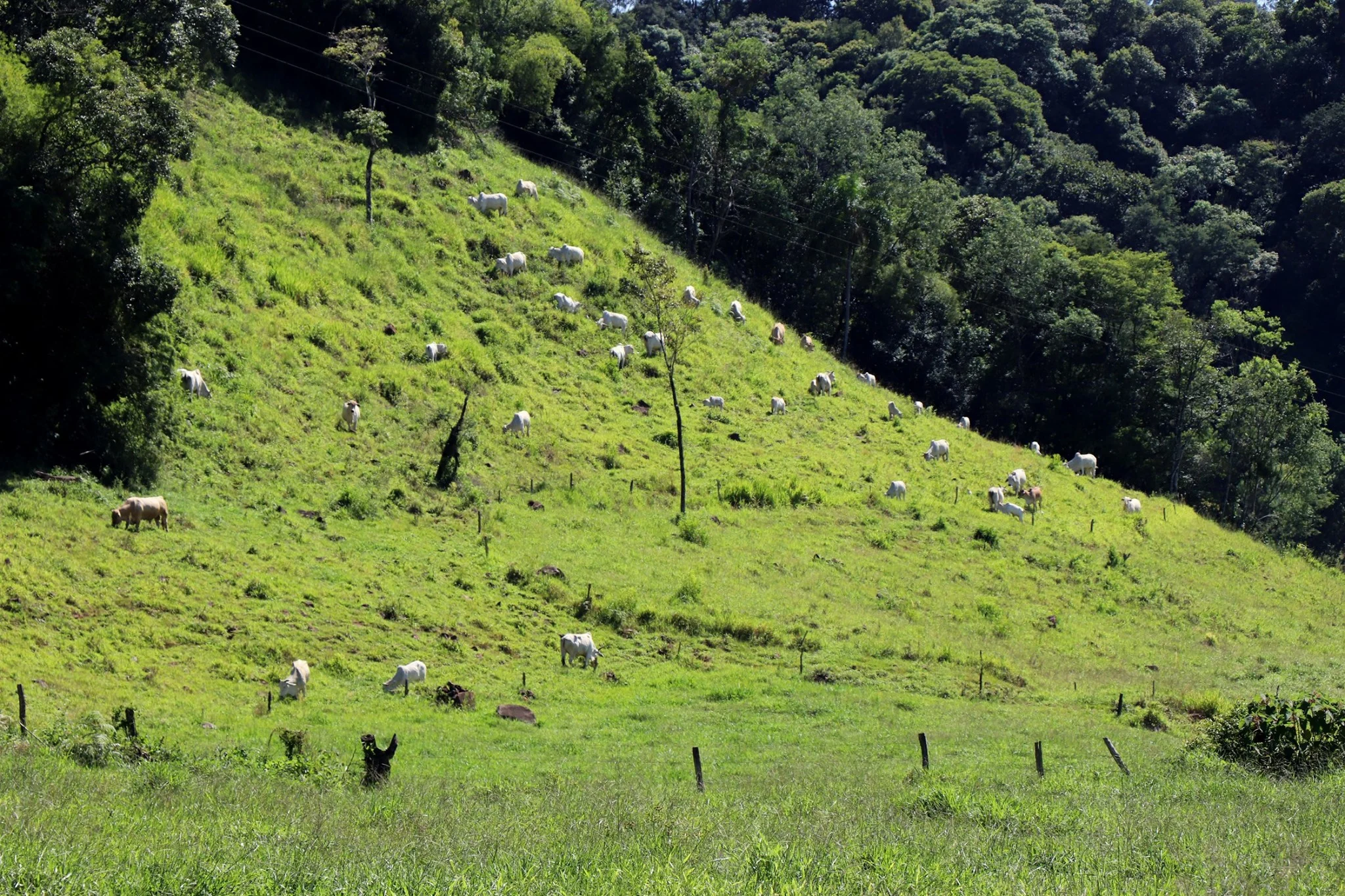 Foto do album Cunha Porã